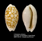 Cribrarula cribraria (2)